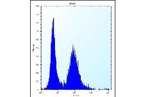 MEIG1 Antibody (Center) (ABIN656380 and ABIN2845675) flow cytometric analysis of K562 cells (right histogram) compared to a negative control cell (left histogram). (MEIG1 抗体  (AA 36-65))