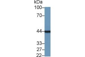 Western Blot; Sample: Mouse Pancreas lysate; Primary Ab: 1µg/ml Rabbit Anti-Mouse TMOD3 Antibody Second Ab: 0. (TMOD3 抗体  (AA 1-352))