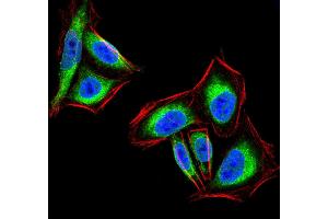 Immunofluorescence (IF) image for anti-Protein tyrosine Phosphatase, Non-Receptor Type 1 (PTPN1) (AA 40-246) antibody (ABIN5542667)