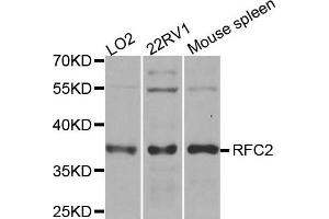 Western blot analysis of extracts of various cell lines, using RFC2 antibody. (RFC2 抗体)