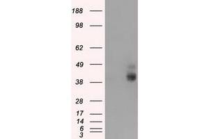 Western Blotting (WB) image for anti-Basigin (Ok Blood Group) (BSG) antibody (ABIN1498020) (CD147 抗体)