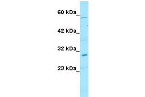 WB Suggested Anti-SNAI1 Antibody Titration: 1ug/mlPositive Control: 721_B cell lysate (SNAIL 抗体  (N-Term))