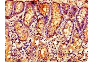 Immunohistochemistry of paraffin-embedded human small intestine tissue using ABIN7162387 at dilution of 1:100 (OXER1 抗体  (AA 1-97))