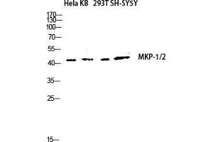 Western Blot (WB) analysis of HeLa KB 293T SH-SY5Y lysis using MKP-1/2 antibody. (MKP-1/2 抗体  (Lys92))