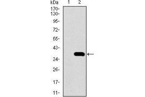 Western blot analysis using NEUROD1 mAb against HEK293 (1) and NEUROD1 (AA: 26-91)-hIgGFc transfected HEK293 (2) cell lysate. (NEUROD1 抗体  (AA 26-91))