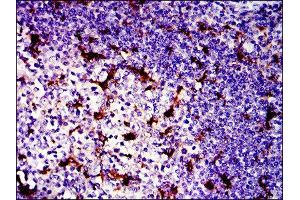 Immunohistochemistry (IHC) image for anti-BPI Fold Containing Family B, Member 1 (BPIFB1) antibody (ABIN1845781) (BPIFB1 抗体)