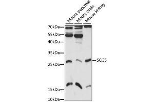 Western blot analysis of extracts of various cell lines, using SCG5 antibody (ABIN6293598) at 1:1000 dilution. (SCG5 抗体)
