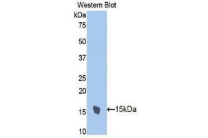 Western Blotting (WB) image for anti-Trefoil Factor 2 (TFF2) (AA 27-129) antibody (ABIN1173513) (Trefoil Factor 2 抗体  (AA 27-129))