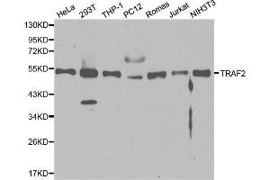 Western blot analysis of extracts of various cell lines, using TRAF2 antibody. (TRAF2 抗体  (AA 1-300))
