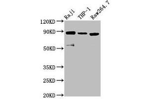 Western Blot Positive WB detected in: Raji whole cell lysate, THP-1 whole cell lysate, RAW264. (ADAM8 抗体  (AA 677-824))