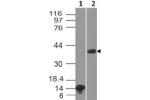 Image no. 1 for anti-Arginase, Liver (ARG1) (AA 11-230) antibody (ABIN5027040) (Liver Arginase 抗体  (AA 11-230))