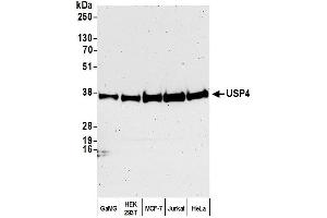 anti-Ubiquitin Specific Peptidase 4 (USP4) (C-Term) antibody