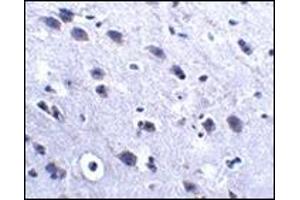 Immunohistochemistry of LRFN2 in mouse brain tissue with this product at 2. (LRFN2 抗体  (C-Term))