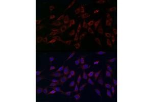 Immunofluorescence analysis of NIH/3T3 cells using MCU Rabbit pAb (ABIN7268549) at dilution of 1:200 (40x lens). (MCU 抗体  (AA 1-351))