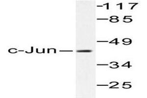 Image no. 1 for anti-Jun Proto-Oncogene (JUN) antibody (ABIN265355) (C-JUN 抗体)