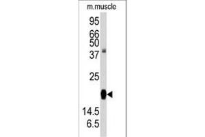Western blot analysis of anti-RGS19 Antibody  f in mouse muscle tissue lysates (35 μg/lane). (RGS19 抗体  (AA 131-156))