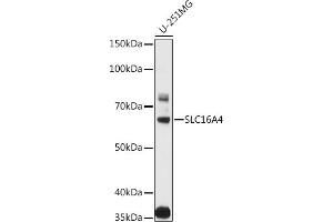Western blot analysis of extracts of various cell lines, using SLC16 antibody (ABIN3023453, ABIN3023454, ABIN3023455, ABIN1682735 and ABIN6219989) at 1:1000 dilution. (SLC16A4 抗体  (AA 250-350))