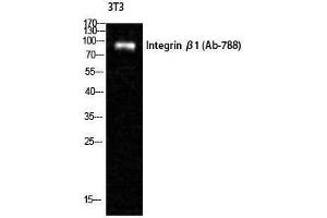 Western Blotting (WB) image for anti-Integrin beta 1 (ITGB1) (Ser621) antibody (ABIN3185200) (ITGB1 抗体  (Ser621))
