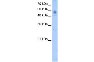 WB Suggested Anti-PROC Antibody Titration:  2. (PROC 抗体  (N-Term))