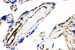 Anti- Caveolin-1 picoband antibody, IHC(P) IHC(P): Human Placenta Tissue (Caveolin-1 抗体  (AA 4-178))