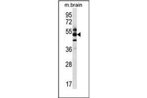 Western blot analysis of GPS1 / COPS / CSN1 Antibody (Center) in mouse brain tissue lysates (35ug/lane). (GPS1 抗体  (Middle Region))