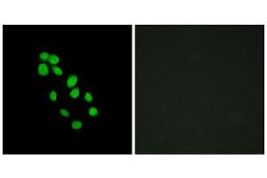Immunofluorescence (IF) image for anti-Iroquois Homeobox Protein 2 (IRX2) (Internal Region) antibody (ABIN1849950) (IRX2 抗体  (Internal Region))