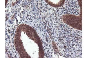 Image no. 1 for anti-Leucine Carboxyl Methyltransferase 1 (LCMT1) antibody (ABIN1499109) (LCMT1 抗体)