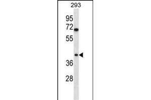TOR1B Antibody (C-term) (ABIN656958 and ABIN2846143) western blot analysis in 293 cell line lysates (35 μg/lane). (TOR1B 抗体  (C-Term))