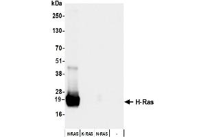 Western Blotting (WB) image for anti-HRas proto-oncogene, GTPase (HRAS) (AA 50-100) antibody (ABIN7795770) (Recombinant HRAS 抗体  (AA 50-100))