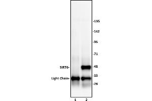 SIRT6 antibody (pAb) tested by Immunoprecipitation. (SIRT6 抗体  (C-Term))
