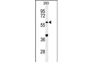 Western blot analysis of CDC45L Antibody (Center) (ABIN653837 and ABIN2843101) in 293 cell line lysates (35 μg/lane).