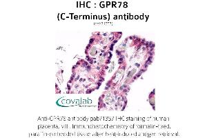 Image no. 1 for anti-G Protein-Coupled Receptor 78 (GPR78) (C-Term) antibody (ABIN1735167) (GPR78 抗体  (C-Term))