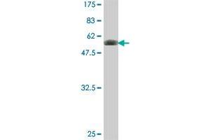 Western Blot detection against Immunogen (54. (FYCO1 抗体  (AA 1-255))