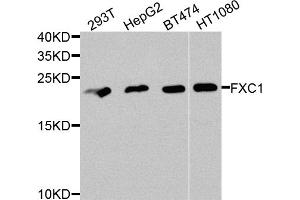 Western blot analysis of extracts of various cell lines, using TIMM10B antibody. (TIMM10B 抗体)