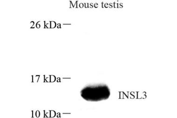 INSL3 Antikörper