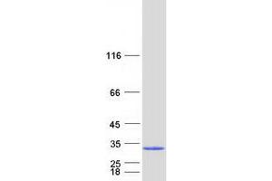 Validation with Western Blot (NDUFV2 Protein (Myc-DYKDDDDK Tag))