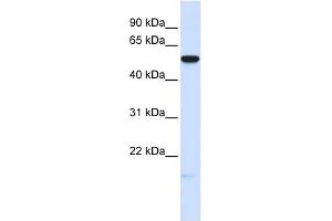 MFRP antibody used at 1 ug/ml to detect target protein.