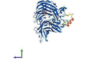 Protein Structure (PS) image for beta-Carotene 15,15'-Monooxygenase 1 (BCMO1) (AA 1-566) protein (His tag) (ABIN7561603)