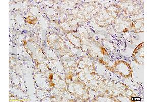 Formalin-fixed and paraffin embedded mouse kidney tissue labeled with Anti-MCKD2/UMOD Polyclonal Antibody, Unconjugated (ABIN678473) at 1:200 followed by conjugation to the secondary antibody and DAB staining (Uromodulin 抗体  (AA 351-450))