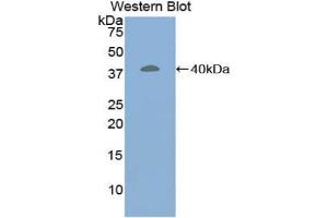 Detection of Recombinant CRN, Human using Polyclonal Antibody to Corin (CRN) (Corin 抗体  (AA 70-136))