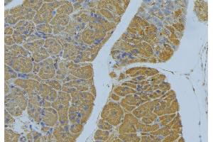 ABIN6277810 at 1/100 staining Human pancreas tissue by IHC-P. (NRP2 抗体  (N-Term))