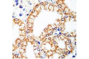 Human stomach tissue was stained by Rabbit Anti-Spexin (H) antibody (Spexin 抗体)