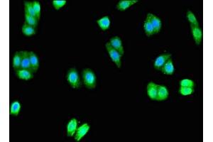 Immunofluorescent analysis of HepG2 cells using ABIN7166265 at dilution of 1:100 and Alexa Fluor 488-congugated AffiniPure Goat Anti-Rabbit IgG(H+L) (Degenerin Unc-8 (UNC-8) (AA 124-388) 抗体)