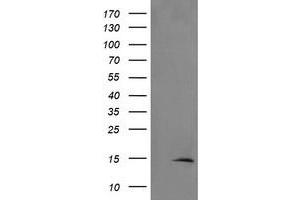 Image no. 1 for anti-TSC22 Domain Family, Member 3 (TSC22D3) antibody (ABIN1498455) (TSC22D3 抗体)