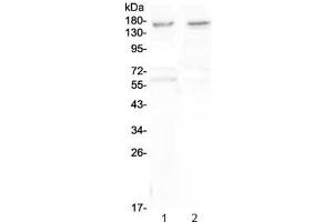 Western blot testing of human 1) U-87 MG and 2) SHG-4 cell lysate with Neurexin antibody at 0. (Neurexin 1 抗体)