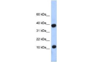 Western Blotting (WB) image for anti-Pterin-4 alpha-Carbinolamine Dehydratase/dimerization Cofactor of Hepatocyte Nuclear Factor 1 alpha (PCBD1) antibody (ABIN2457954) (PCBD1 抗体)