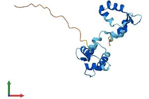 AlphaFold protein structure predicition of Human Recombinant MYL7 Protein, UniprotID Q01449 (MYL7 Protein (AA 1-175) (His tag))