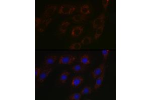Immunofluorescence (IF) image for anti-Branched Chain Amino-Acid Transaminase 2, Mitochondrial (BCAT2) (AA 20-200) antibody (ABIN6137483)