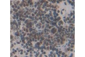 IHC-P analysis of Mouse Tissue, with DAB staining. (LMYC 抗体  (AA 186-439))