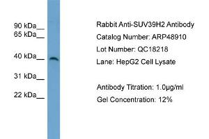 WB Suggested Anti-SUV39H2  Antibody Titration: 0.